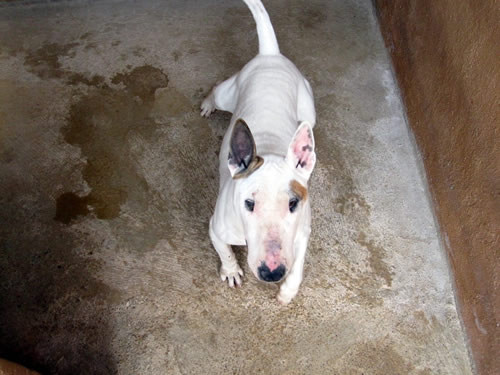 Bull terrier 11-02-16