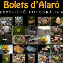 Programa d'actes i activitats a Algaida en el marc de la Diada de les Illes Balears