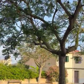 algaida