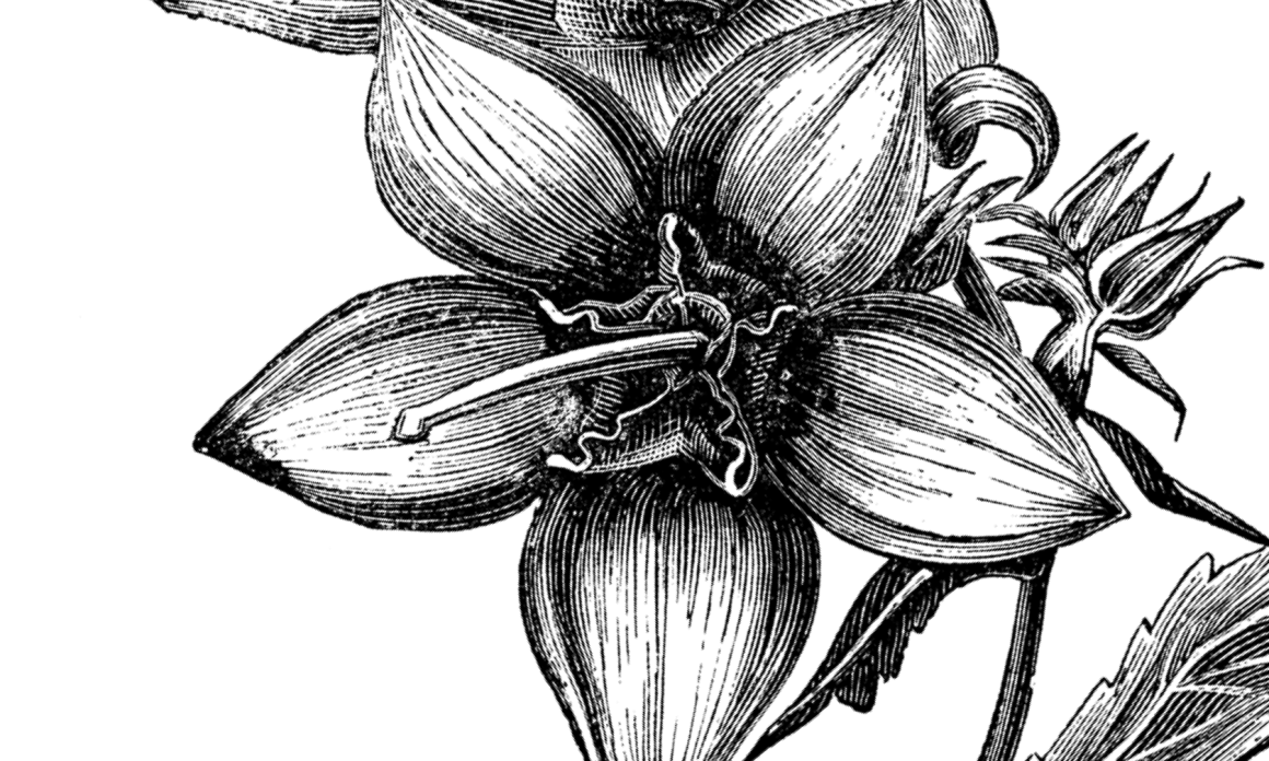 Sant Jordi 